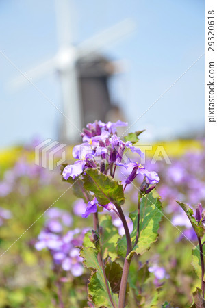 Murasakihanana Murasakihanana 29320618