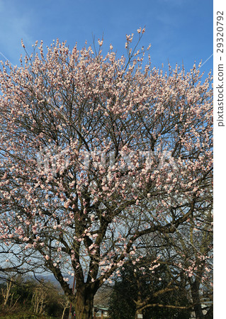 梅花 梅花 29320792