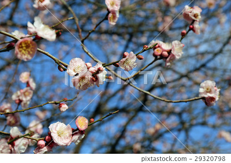 Plum blossom  29320798