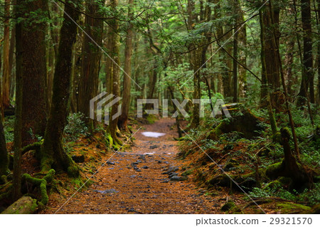 A tree A tree 29321570