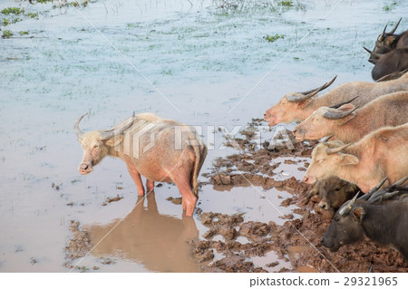 Buffalo in Lake Buffalo in Lake 29321965