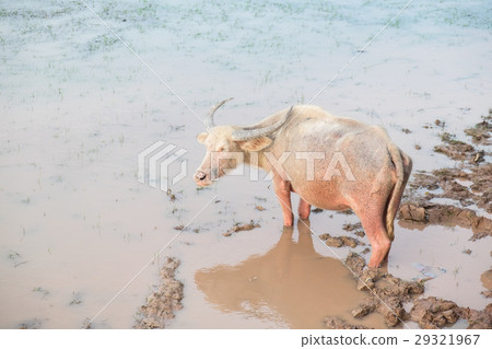 Buffalo in Lake Buffalo in Lake 29321967