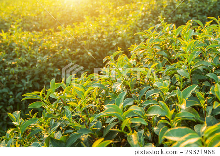Sunset view of tea plantation landscape Sunset view of tea plantation landscape 29321968