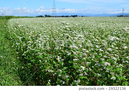 蕎麥田 29322136