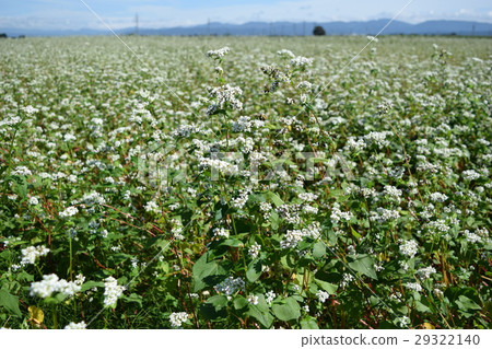 蕎麥田 29322140