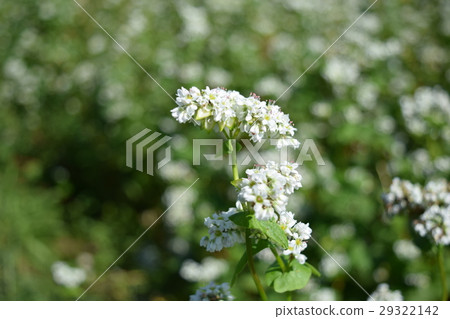 蕎麥田 蕎麥田 29322142