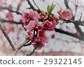 櫻花 29322145