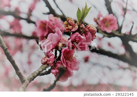 櫻花 櫻花 29322145