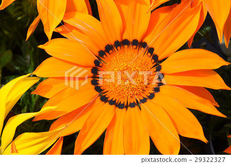 Gazania Sun Chelsea 29322327