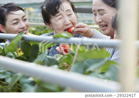 Strawberry hunting senior 29322417