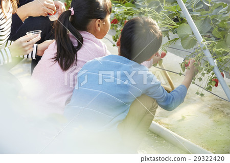 草莓狩獵家庭 29322420