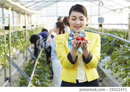 Strawberry hunting tour Strawberry hunting tour 29322471