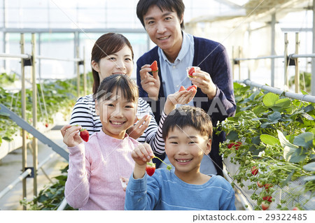 草莓狩獵家庭 草莓狩獵家庭 29322485