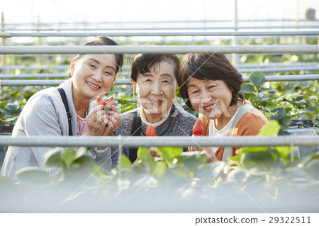 Strawberry hunting senior 29322511