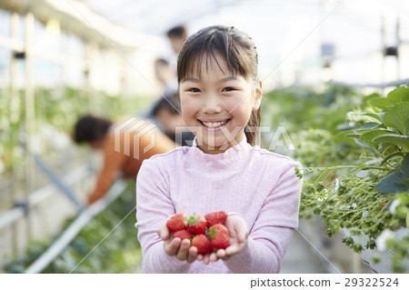 Strawberry hunting kid 29322524