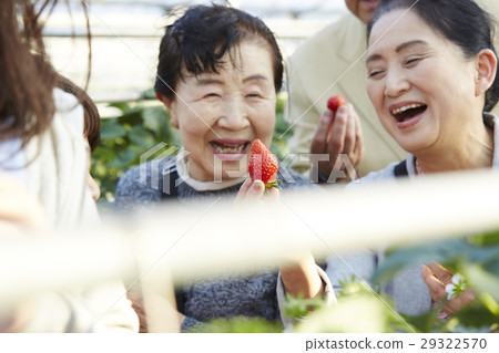 Strawberry hunting senior Strawberry hunting senior 29322570