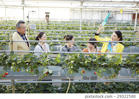 Strawberry hunting tour 29322580