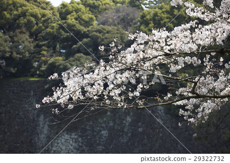 櫻花Chidoriguchi盛開 櫻花Chidoriguchi盛開 29322732