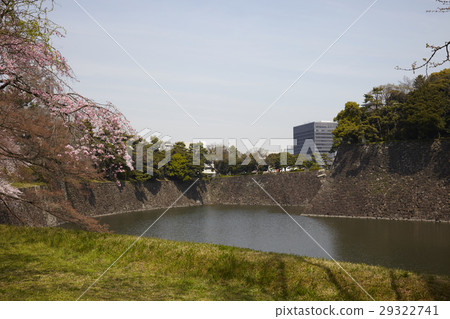 Sakura Chidoriguchi in full bloom Sakura Chidoriguchi in full bloom 29322741