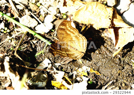 黑眼蝴蝶 29322944