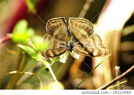 黑眼蝴蝶 29322948
