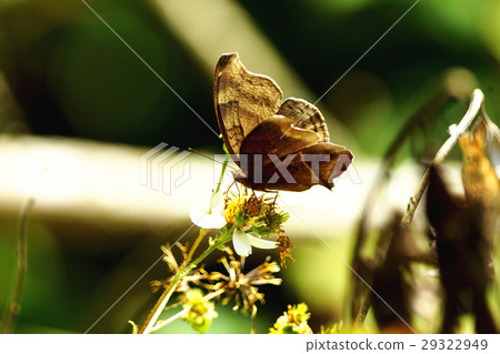 黑眼蝴蝶 29322949