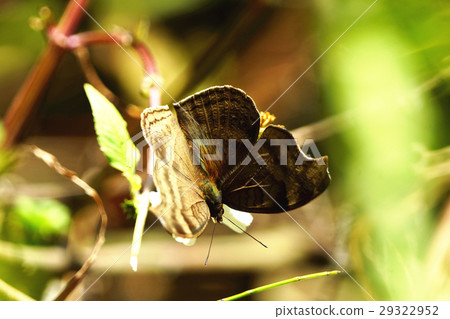 Black eyed butterfly 29322952