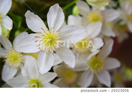 威靈仙 威靈仙 29323056