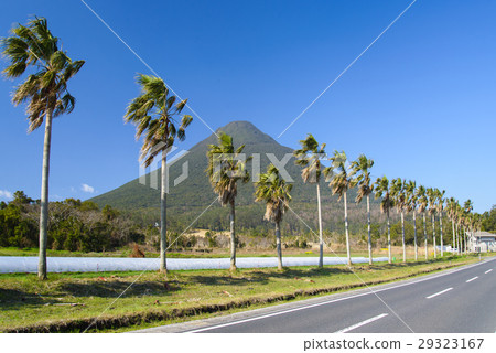 Billow Tree and Kaimondake 29323167