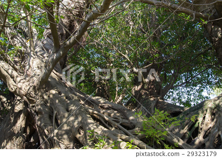 Akou tree Akou tree 29323179