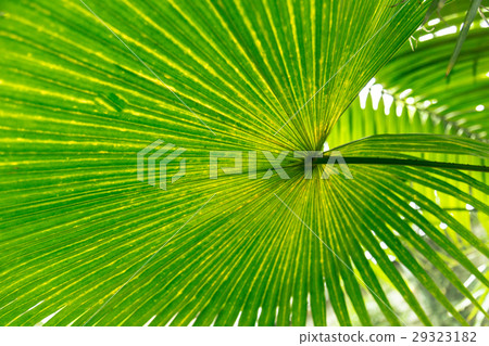Palm leaves green background pattern 29323182