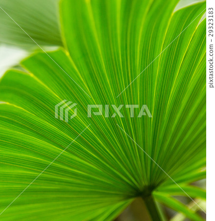 Palm leaves green background pattern 29323183