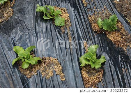 Lettuce field with rain rising Lettuce field with rain rising 29323272