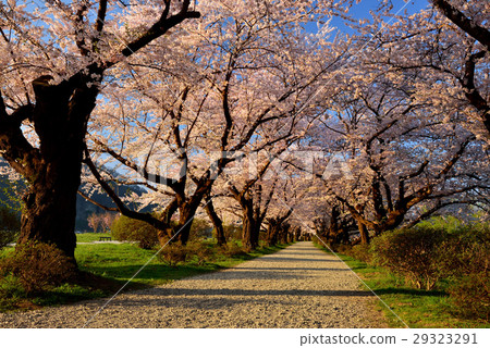 北上展Katsuchi 北上展Katsuchi 29323291