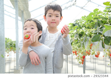 Children enjoy strawberry hunting 29323344