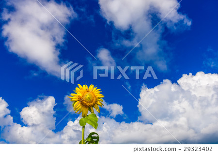 sunflower sunflower 29323402