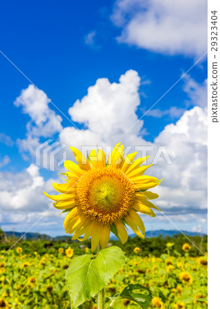 sunflower sunflower 29323404