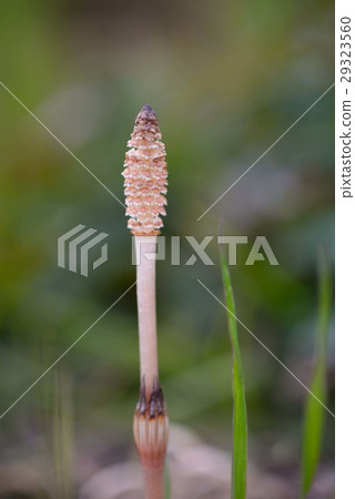 I've found the Sagami River I've found the Sagami River 29323560