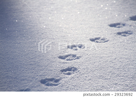雪景，背景材料，雪花圖案，動物的足跡，冬日景觀，紋理 29323692