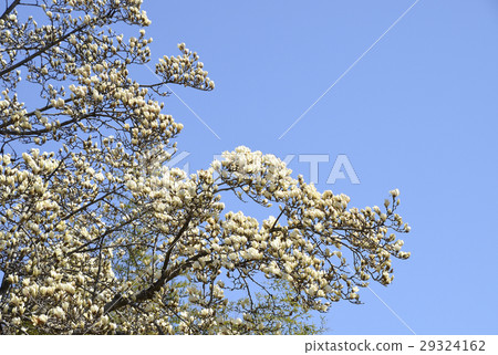 Haku Mokuren (Shiraki Ren) 29324162