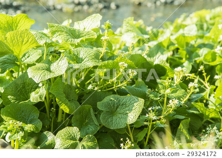 Nagano Wasabi Farm of early spring Norway's leaves and flowers 29324172