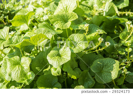 Nagano Wasabi Farm of early spring Norway's leaves and flowers 29324173