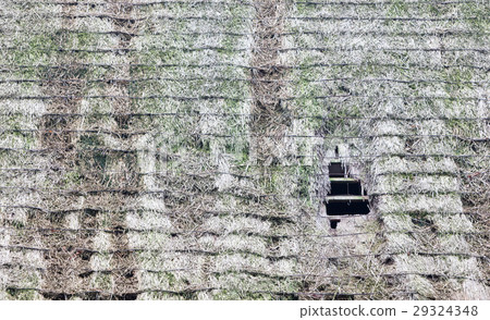 Broken roof of an abandoned farm Broken roof of an abandoned farm 29324348