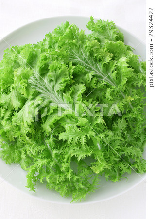 沙拉配芥末 29324422