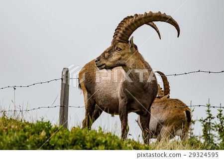Ibex 29324595