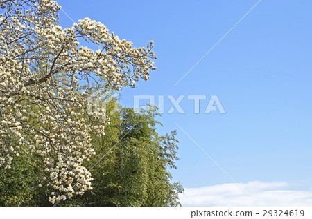 Haku Mokuren（Shiraki Ren） 29324619