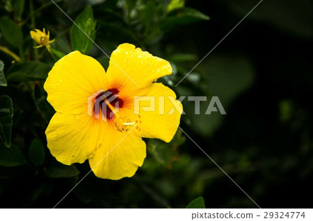 flower flower 29324774