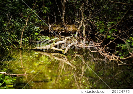 mangrove  29324775