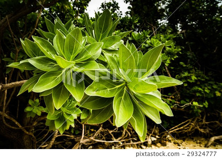 mangrove mangrove 29324777