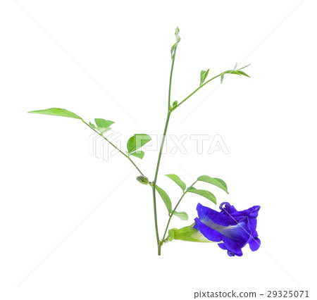 Butterfly Pea flower on white background Butterfly Pea flower on white background 29325071